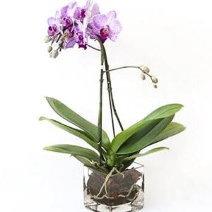 Orchid - with Pot