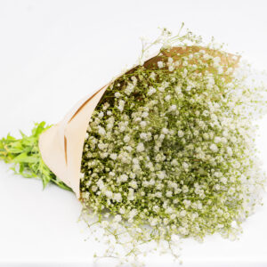 Baby’s Breath & Beyond