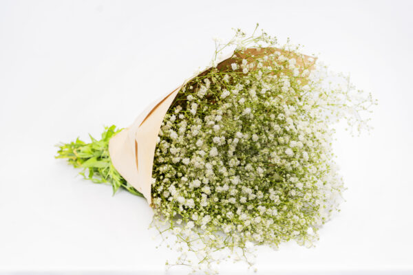 Baby’s Breath & Beyond