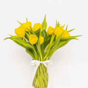 Tulip Serenade