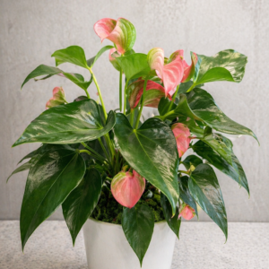 Blush Anthurium in Ceramic Pot