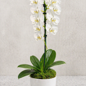 White Phalaenopsis Orchid in Ceramic Pot